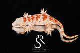 RA28 Orange Super-Blotch  - (Coral x Starburst) #3