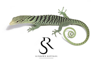 2025 USCBB Unsexed Yellow Tree Monitor (Varanus reisingeri)