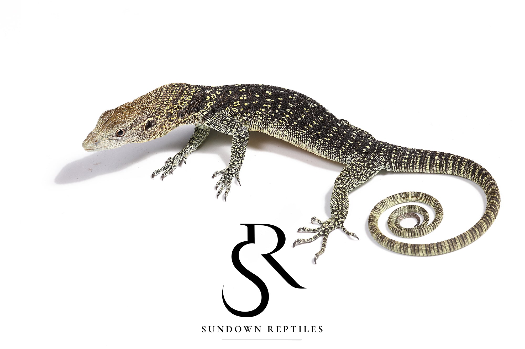 Unsexed USCBB Golden-Spotted Tree Monitor (Varanus boehmei)