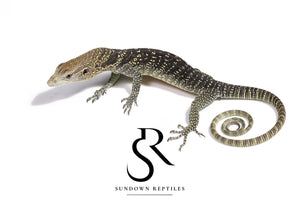 Unsexed USCBB Golden-Spotted Tree Monitor (Varanus boehmei)