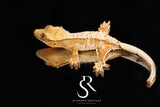 CC35 female -  (Julix x Gravy)