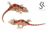 Possible male Super-Blotch Gargoyle Gecko (Mars x Tulip Offspring) #2