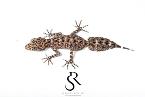 Unsexed Riverine Leaf-Tail Gecko (Phyllurus amnicola)