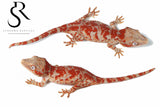 *Holdback Release* Unsexed Super-Blotch Gargoyle Gecko (Mars x Tulip Offspring) #5